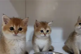 网友：你的猫为什么养的那么胖？这样吃，不胖对得起那些牛吗？