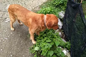 金毛犬就是爱吃构树叶，倒底怎么回事视频封面