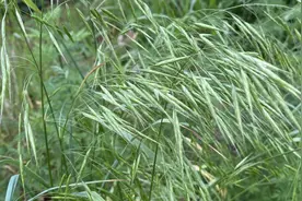 农村地里的杂草雀麦，原来煎水喝有这么多功效，还有什么作用