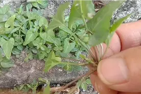 黑默草，黎头草，一点红，飞扬草都是草药，那种能解断肠草中毒呢视频封面