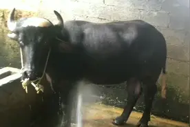 夏天经常给水牛喷水降温，这样水才会长得更快，更健康！