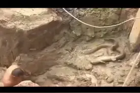 神奇！广东某工地挖地基，挖出大量的鱼视频封面