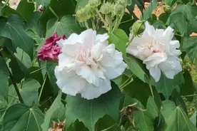 三醉芙蓉，花大色艳，你看醉了吗