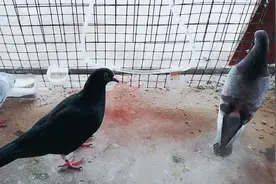 鸽子多久下蛋  下蛋多久下第二窝