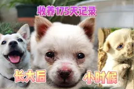 被人遗弃的流浪小奶狗，收养175天记录，有点莫名心痛