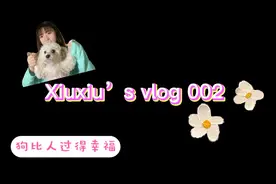 比熊狗幸福肥，小型犬长到20斤，然而卑微vlogger还在住餐厅