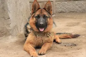 狗狗身上出现这种情况，大家就需要注意，这会给狗狗带来致命伤害视频封面