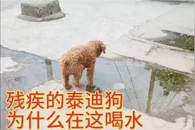 残疾的泰迪狗在街上找食物喝脏水，不知道情况的还以为它是流浪狗视频封面