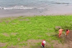 6月16日青岛栈桥海滩被浒苔覆盖，又到了坐船看草原的季节
