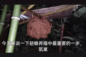 胡蜂养殖，今天来说一下最重要的步骤，筑巢视频封面