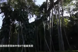 西双版纳热带雨林：世界上唯一保存完好，连片大面积的热带森林视频封面