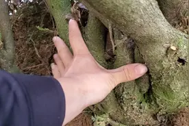 小伙发现超大的羊奶果树，羊奶果也叫胡秃子，小时候最爱的野果
