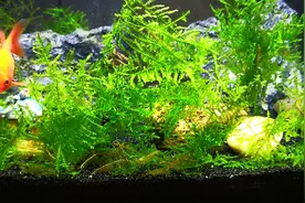 虾和鱼不能一起养？视频封面