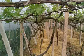 种葡萄小伙，一亩地投入4万，收成一年2万，一次投入可种20年视频封面