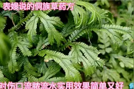 伤口流脓流水久不好，农村表嫂说用茶油和一物配涂伤口，实用又好