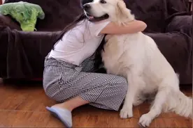 美女拥抱金毛犬，狗子的回应像个大孩子，隔着屏幕都觉得幸福视频封面