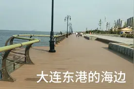 大连东港，一个值得去游览的好地方。有木栈道，有海鸥，有游艇。视频封面