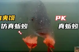 仿真蚯蚓与真蚯蚓钓鱼有区别吗？水下试验揭露，结果肉夹馍是一绝视频封面