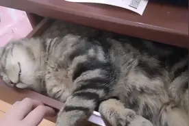 深度睡眠，叫不醒了视频封面