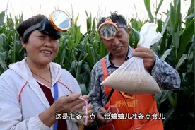 蟋蟀能卖钱应该怎么抓呢？赵阿姨有妙招，抓起来省时省事还省力视频封面