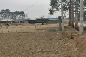这么一大成群鸭子是如何管理的，你知道吗？视频封面
