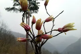 毛茸茸的辛夷花 除了可以吃 泡水喝的功效真多，你了解吗？视频封面