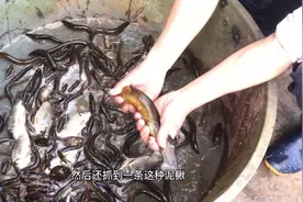 稻田里泥鳅非常多，抓到一条很特别的大泥鳅视频封面