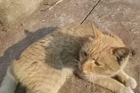 猫猫整天游手好闲的，得教它做点事，看我是怎样教猫猫做事情的