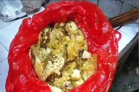 农民陈姨和大伯一起在山上割了一大袋野生蜂蜜，花几小时熬制！