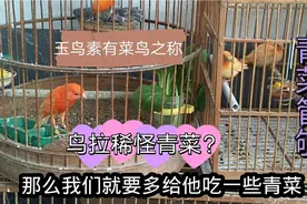 金丝雀吃菜多了会拉稀？青菜表示不背这个锅！视频封面
