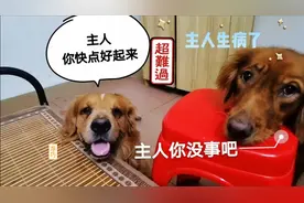 主人生病了，在家睡了一天一夜，狗子们也乖乖跟着睡，不敢打扰她