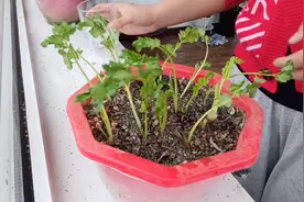 香菜根不要扔，栽起来能长一大盆，小媳妇儿教你楼房里种香菜！视频封面