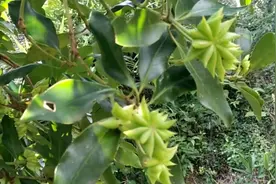 今年八角又丰收了，一株八角树摘下的八角，竟然可以到七八百块！视频封面