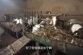 老爹养羊有窍门，用磨豆腐剩下来的浆水饮羊，育肥效果特别好