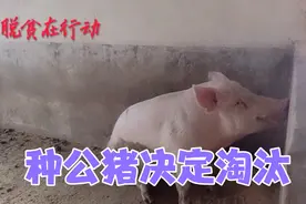 种公猪治疗无效决定淘汰，上报后被老板批评，小伙有苦难言。视频封面
