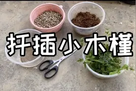 小木槿的扦插方法，其实很简单