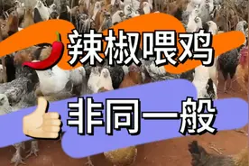 🌶️辣椒喂鸡🐓非同一般👍🏻辣椒喂鸡还有这好处！学到了