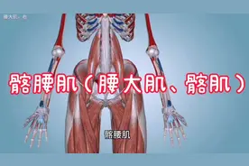【每日一肌】💪      髂腰肌（腰大肌、髂肌）