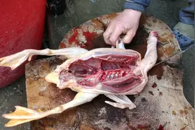 农村的土鸭这样做才好吃，柴火大灶简单一炒一炖，那味道真香！视频封面