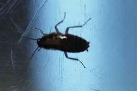 揭秘：蟑螂碰到洗发水会当场死亡的真正原因，看完这些学到了很多