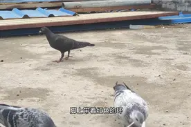 鸽舍来了一只鸽子，明明是只幼鸽脚环却是19年的