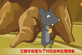 乡下的回忆大老鼠，吱吱吱老鼠爱磨牙的声音有点吓人！视频封面