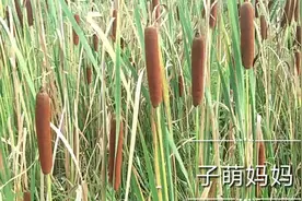 村里的水井旁边长出一种奇怪的草，让人越看心里越发毛，你见过吗视频封面