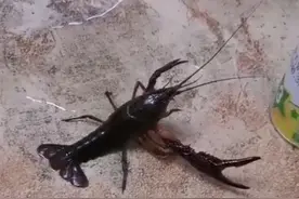 一开始以为这只龙虾掉了一只腿，走近才发现是畸形，并且还独眼！