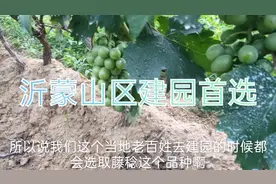 沂蒙山区老农，建葡萄园首选品种藤稔葡萄，果大果甜，耐存储运输
