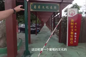 江苏葡萄第一镇，葡萄到底怎么样？视频封面
