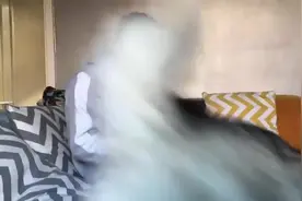 狗狗发现主人玩手机不理自己，没想到生气撒起娇了，也太可爱了吧视频封面