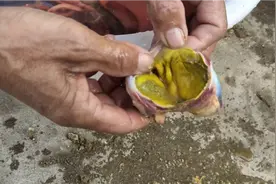 农家土鸭和饲料鸭有什么区别，从它的胃里便能看出真假