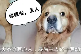 主人休假在家睡懒觉，狗子们都乖乖不敢打扰，再无聊也等她自然醒