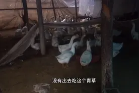 成年鹅拉白痢不要怕，一种方法就可以搞定视频封面